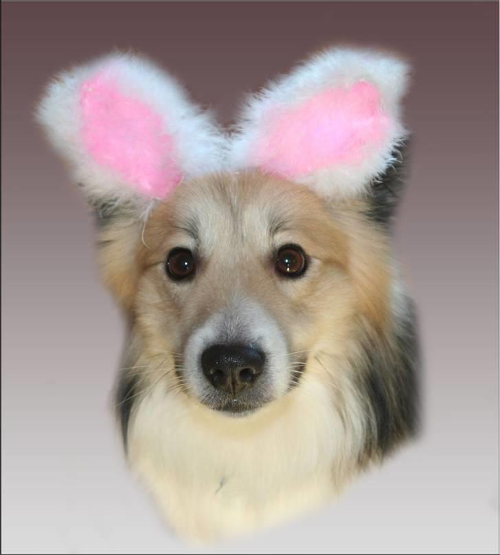 Islandsk fårehund Blidur - Kanin-hunden... :oP billede 10