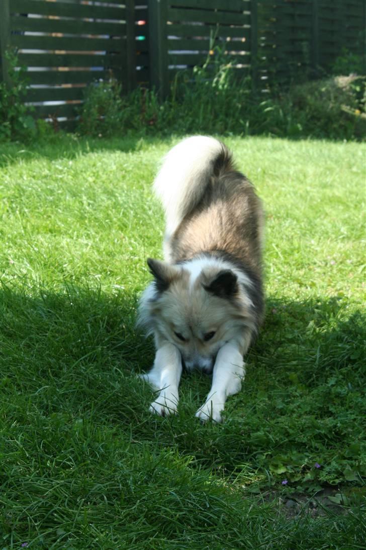 Islandsk fårehund Blidur - Bukker dybt... :o) billede 11