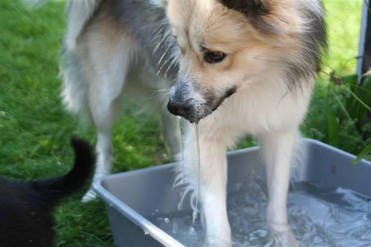 Islandsk fårehund Blidur - Hvor skal du hen? billede 12