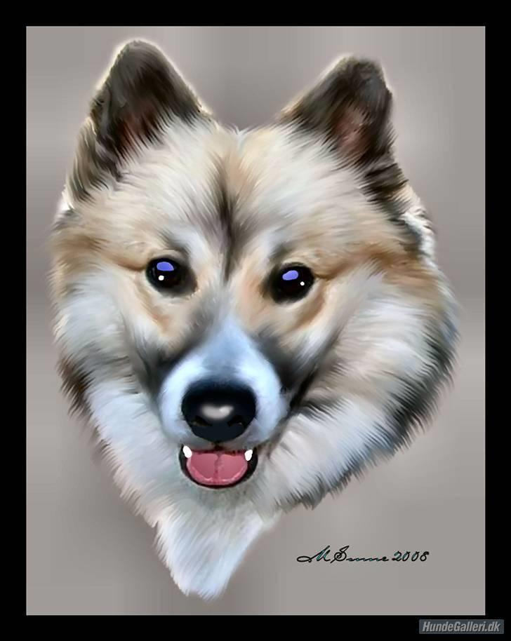 Islandsk fårehund Blidur - Tegning lavet af * Den Blå Lil Laban & Den Sorte Banditræv´s moar * :o) billede 14