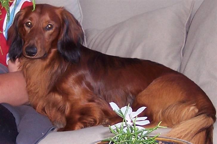 Gravhund #Thor# billede 6