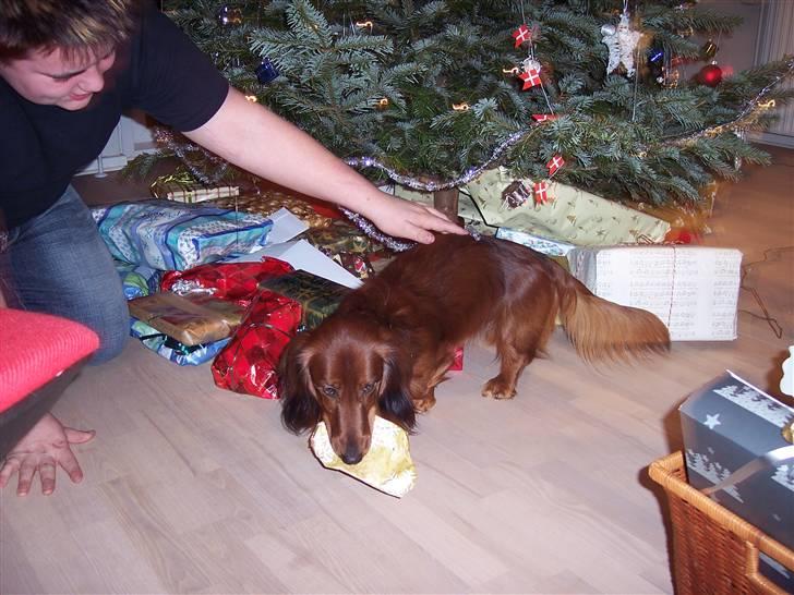 Gravhund #Thor# billede 7