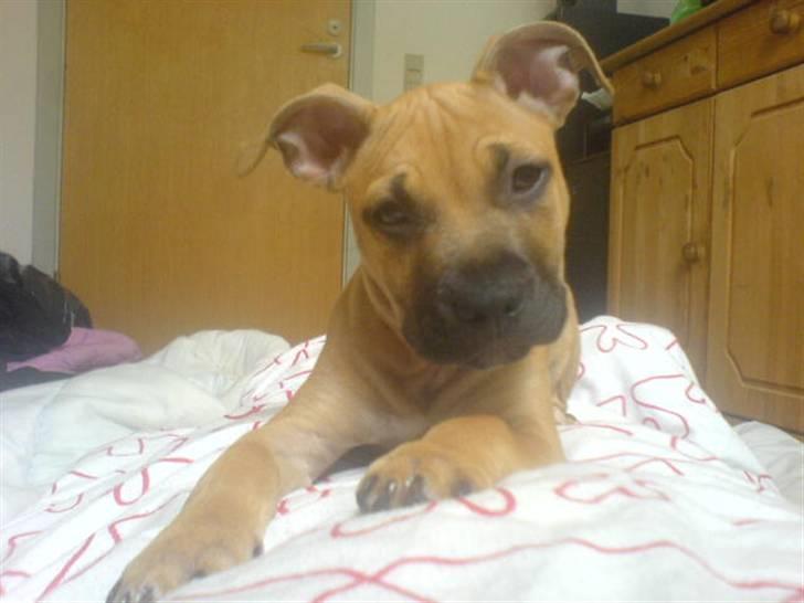 Amerikansk staffordshire terrier Diego billede 1