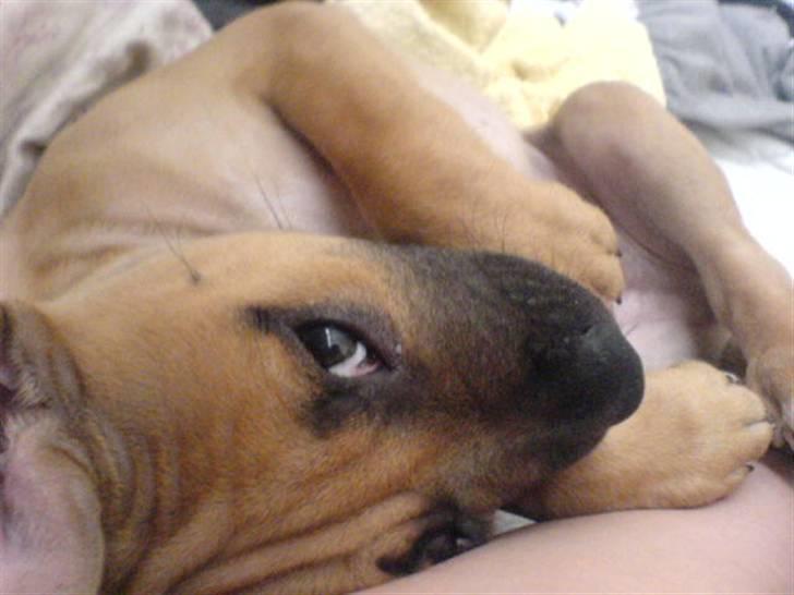 Amerikansk staffordshire terrier Diego billede 2