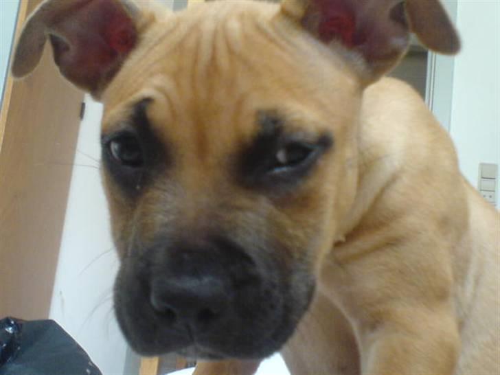 Amerikansk staffordshire terrier Diego billede 3