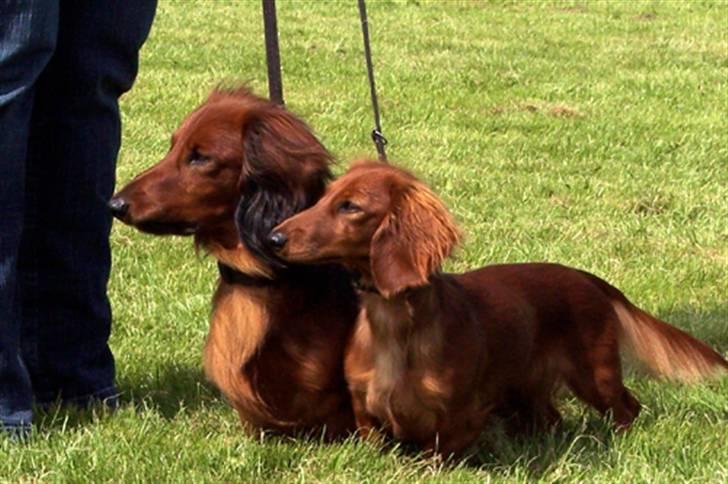 Gravhund #Thor# billede 8