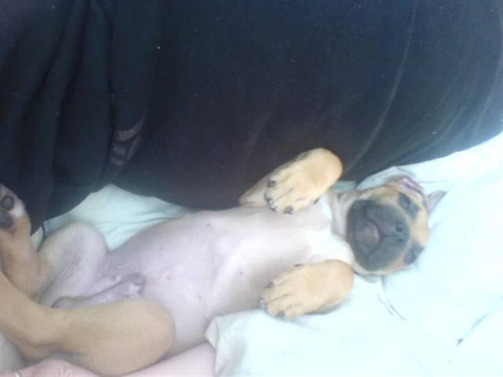 Amerikansk staffordshire terrier Diego billede 4