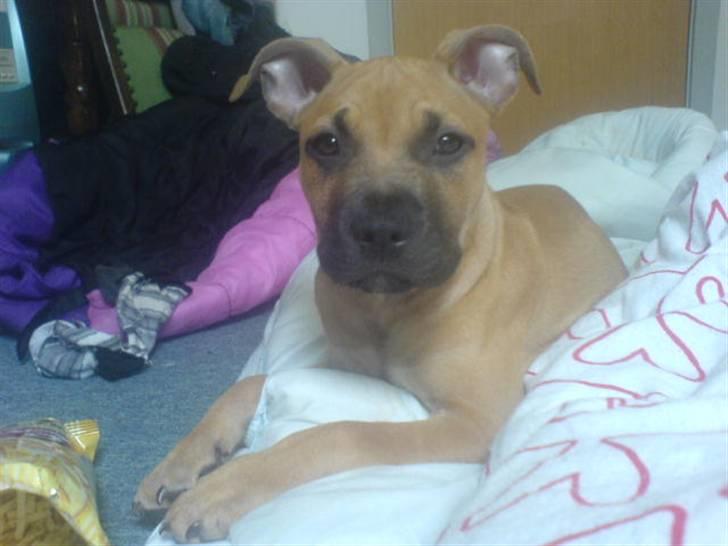 Amerikansk staffordshire terrier Diego billede 5