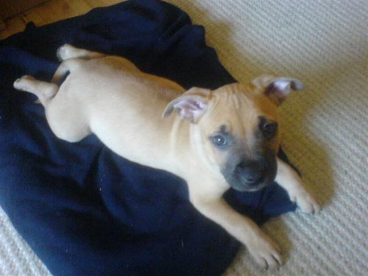 Amerikansk staffordshire terrier Diego billede 6