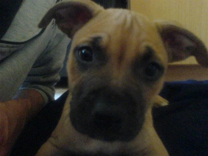 Amerikansk staffordshire terrier Diego billede 7