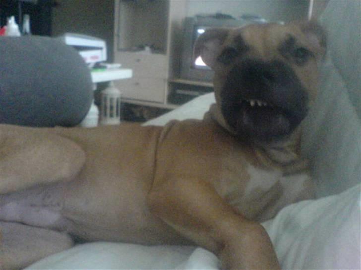 Amerikansk staffordshire terrier Diego billede 8