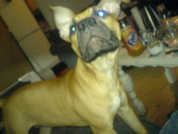 Amerikansk staffordshire terrier Diego billede 9