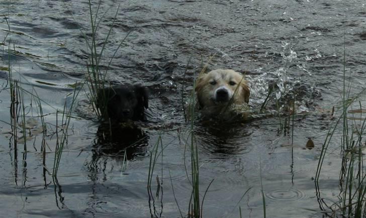 Islandsk fårehund Blidur - Blidur og Fiona. billede 15