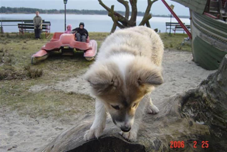 Islandsk fårehund Blidur - 15 uger - uhh hvordan kommer jeg ned herfra??? billede 16