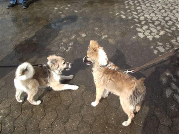 Islandsk fårehund Blidur - 18 uger - første udstilling og mødte lige min søster!  billede 17