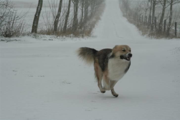 Islandsk fårehund Blidur - Jeg vil også være med!!!  billede 18