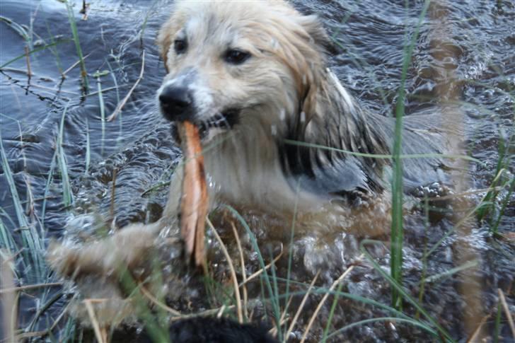Islandsk fårehund Blidur - Blidur svømmer... billede 19