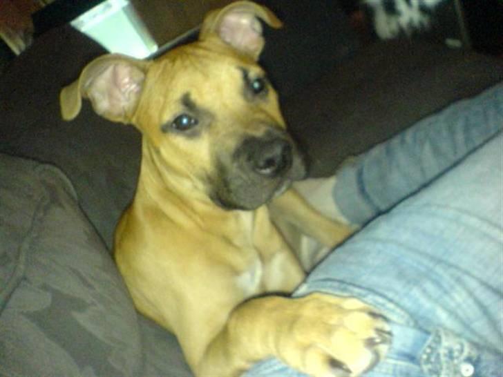 Amerikansk staffordshire terrier Diego billede 11