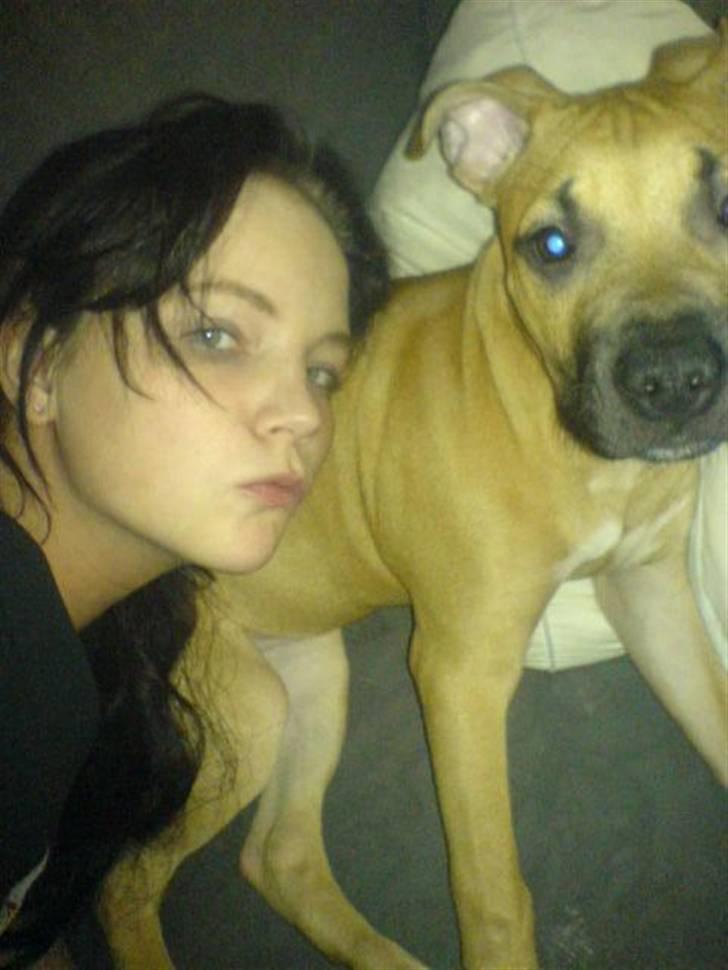 Amerikansk staffordshire terrier Diego billede 12