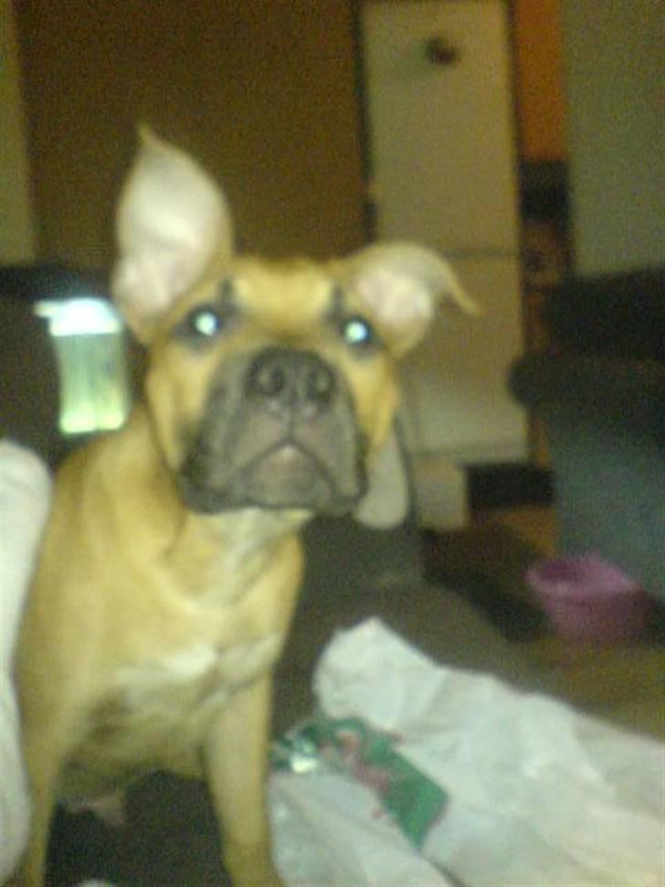 Amerikansk staffordshire terrier Diego billede 13