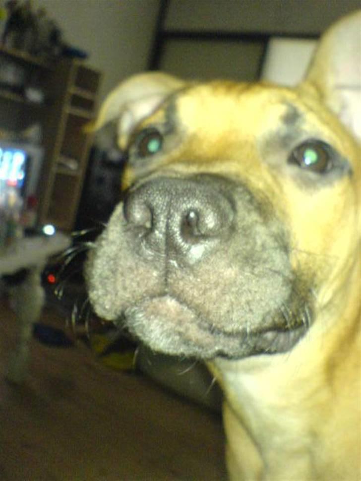 Amerikansk staffordshire terrier Diego billede 14