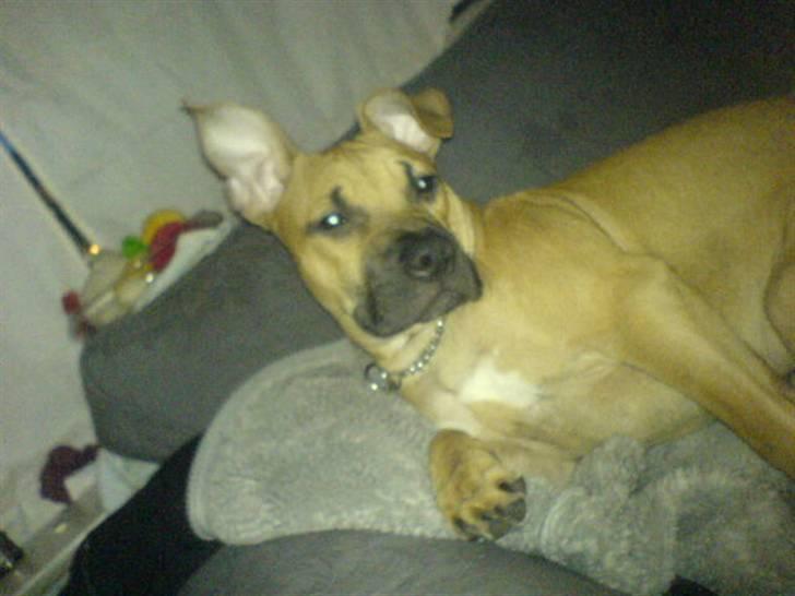 Amerikansk staffordshire terrier Diego billede 15