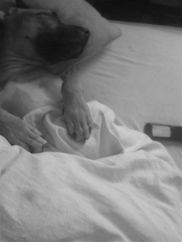 Amerikansk staffordshire terrier Diego billede 16