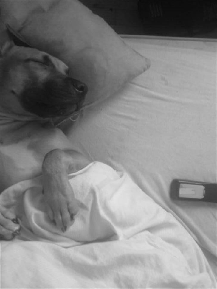 Amerikansk staffordshire terrier Diego billede 17