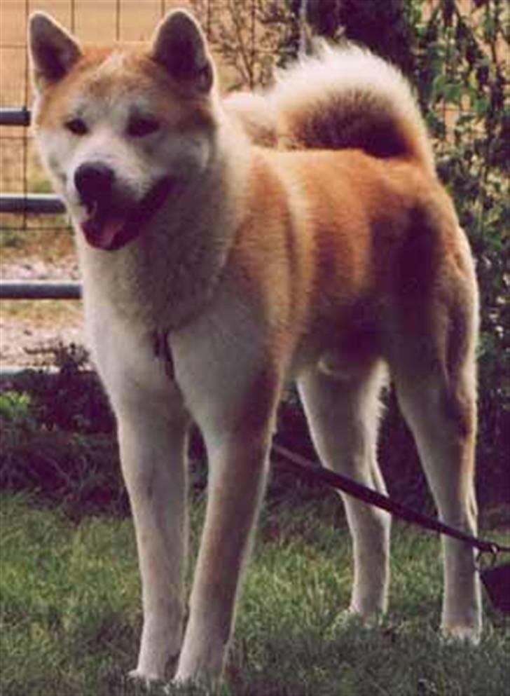 Akita inu Akkan of Tsuyoi Kuma Ken billede 1