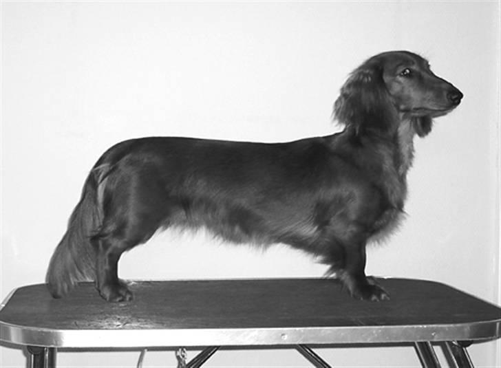 Gravhund #Adela#  billede 1