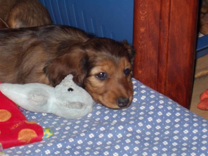 Gravhund #Adela#  billede 2