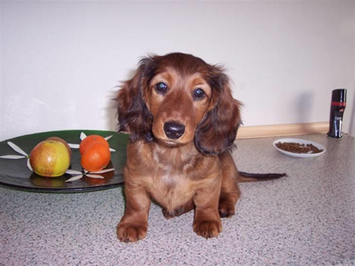 Gravhund #Adela#  billede 3