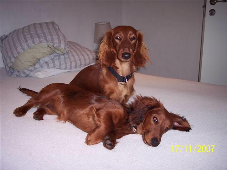 Gravhund #Adela#  billede 4