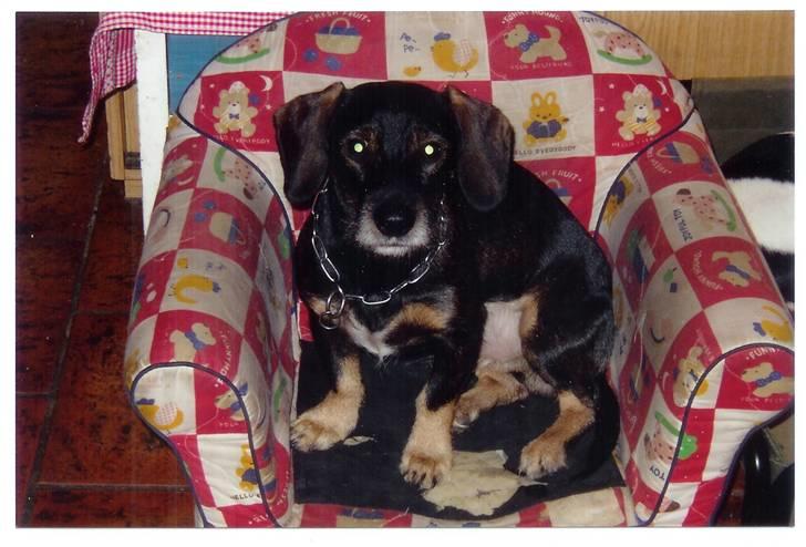 Blanding af racer Fister billede 7