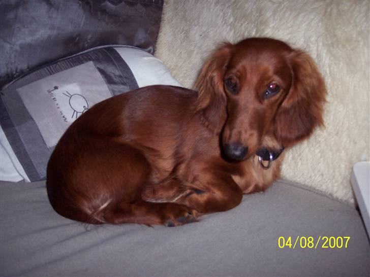 Gravhund #Adela#  billede 5