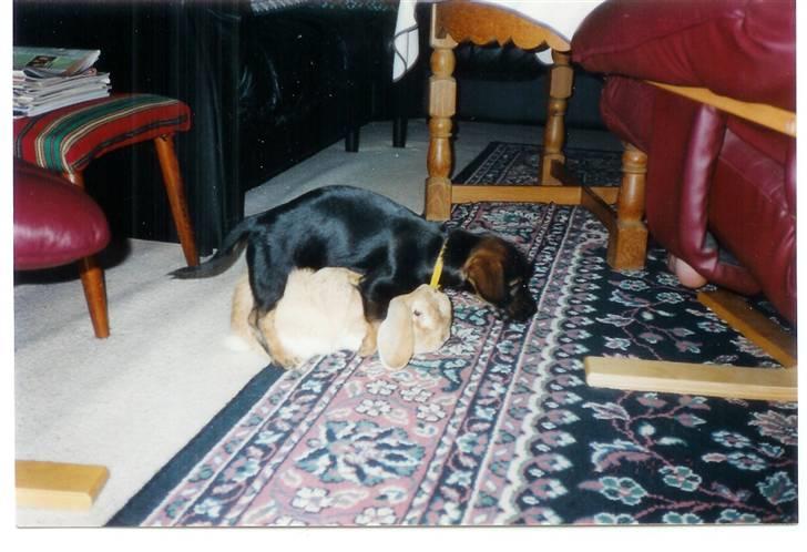 Blanding af racer Fister billede 9