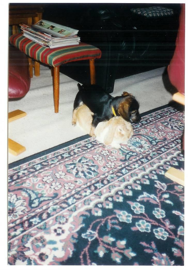 Blanding af racer Fister billede 10