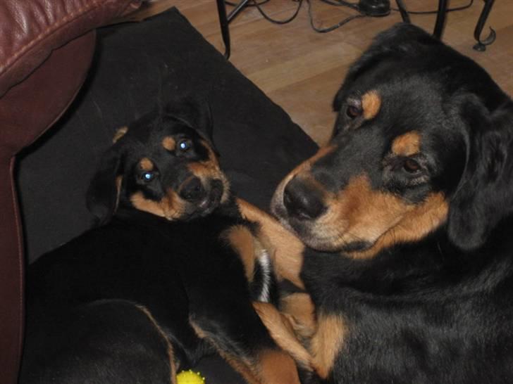 Blanding af racer Gonzo billede 6