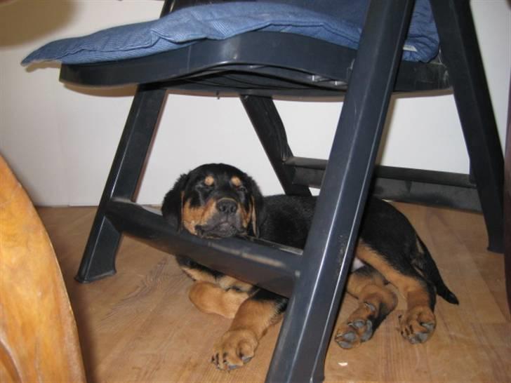 Blanding af racer Gonzo billede 7