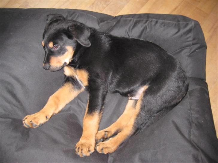 Blanding af racer Gonzo billede 8