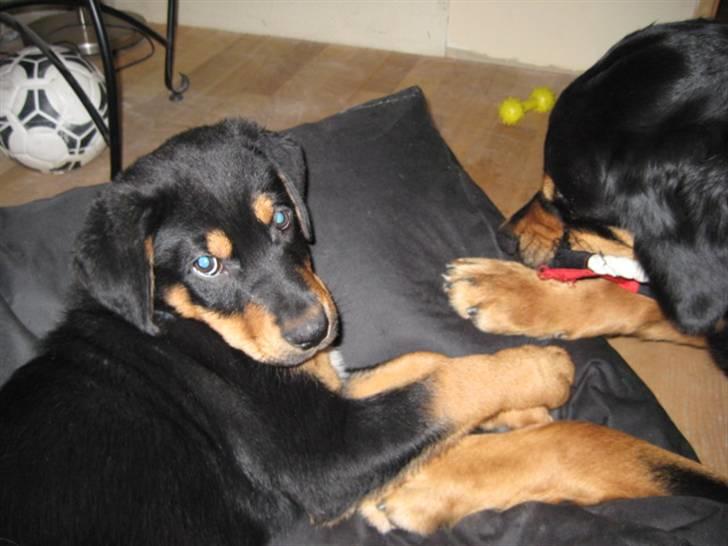 Blanding af racer Gonzo billede 9