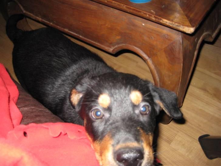 Blanding af racer Gonzo billede 10