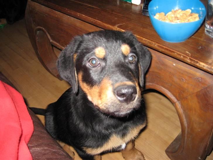 Blanding af racer Gonzo billede 11