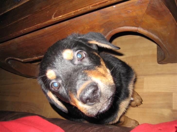 Blanding af racer Gonzo billede 12