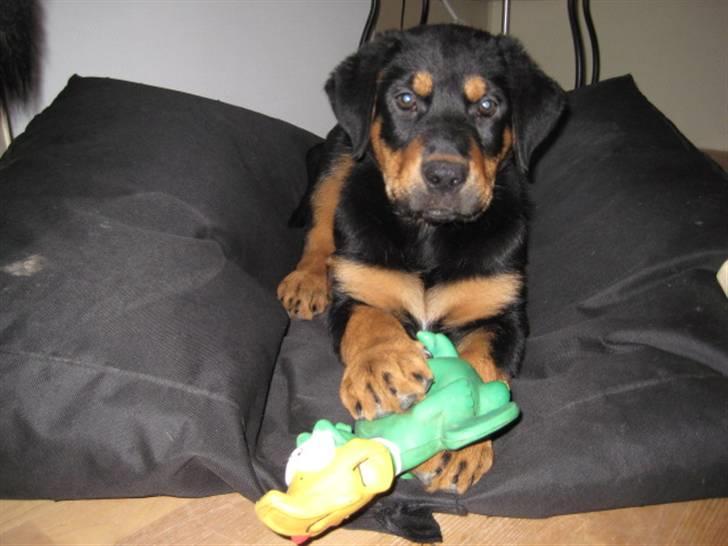 Blanding af racer Gonzo billede 13