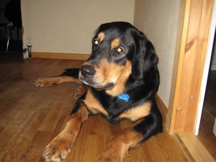 Blanding af racer Tarzan billede 8