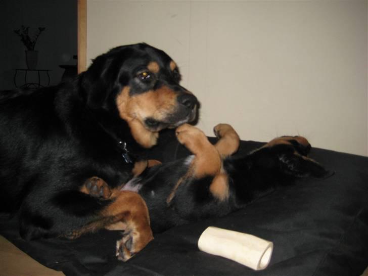 Blanding af racer Tarzan billede 9