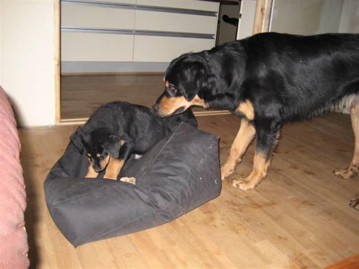 Blanding af racer Tarzan billede 10