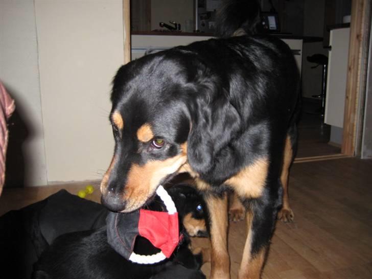 Blanding af racer Tarzan billede 11