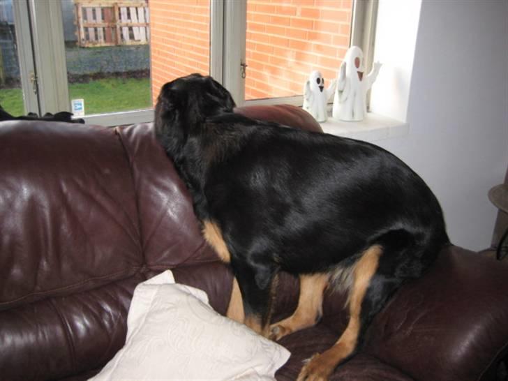 Blanding af racer Tarzan billede 12